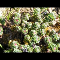 Rhodiola Rosea (fam Crassulacees) (Europe, Asie boreale) (01)